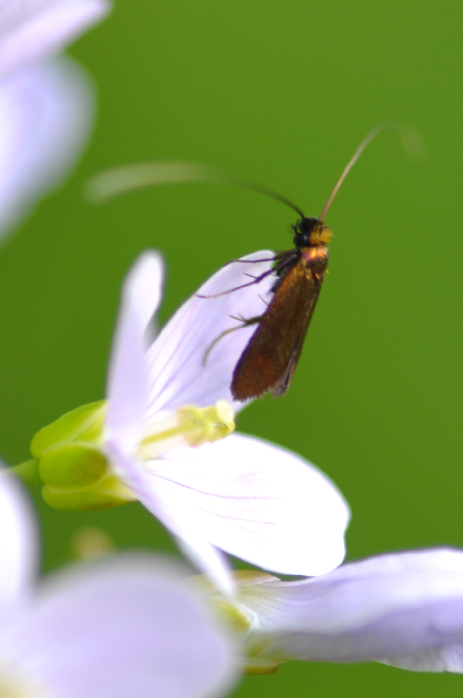 Forse piccola Adelidae?  Cfr. Cauchas rufimitrella